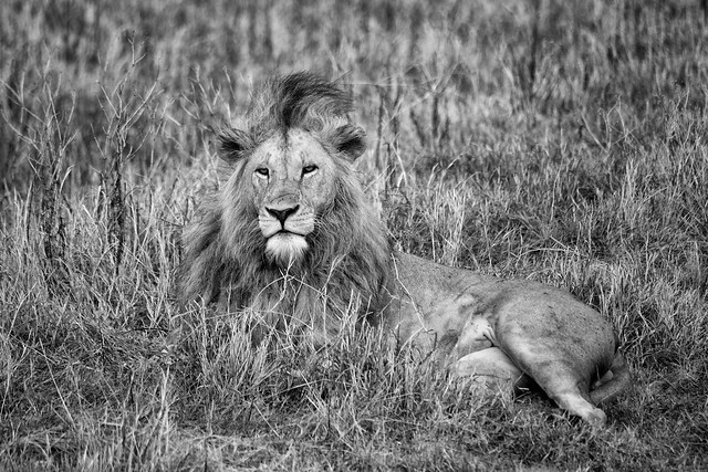 The Lions of Ngorongoro Crater