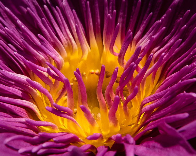 water lily closeup