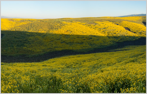 california carrizoplainnm landscape wildflowers