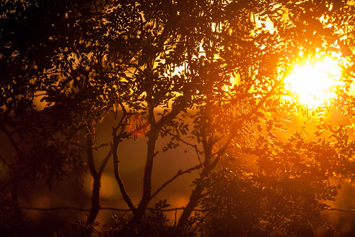 sunset sun nevlunghavn oddanesand foliage trees flare