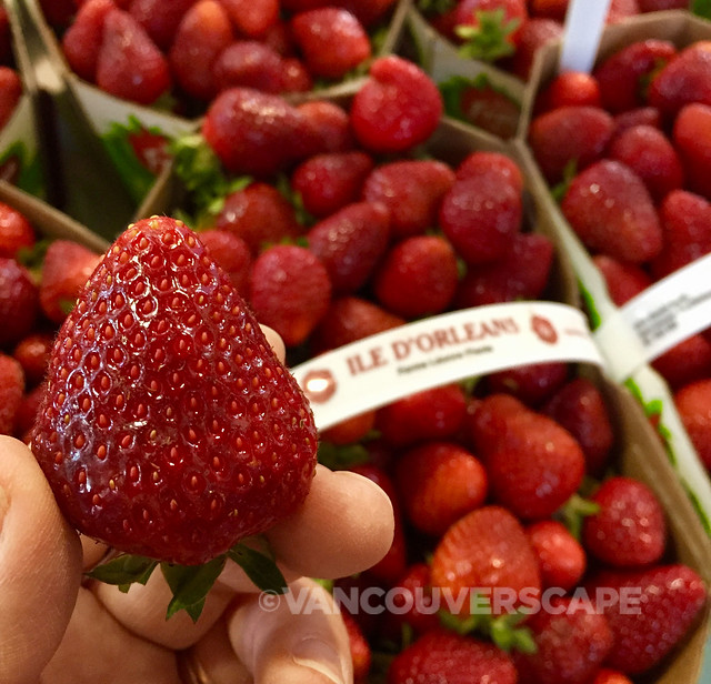 Ile d'Orleans strawberries