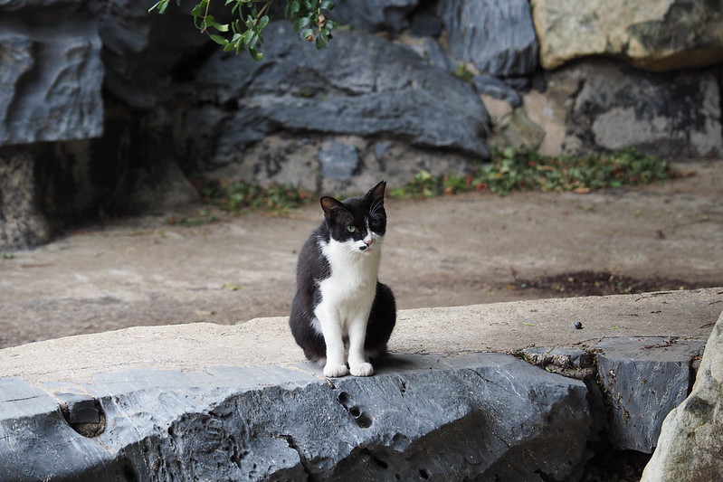 東池袋中央公園の猫。黒白。