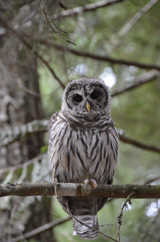 Big Owl at Chilliwack Lake