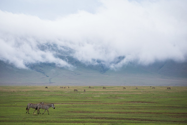 Zebras of Ngorongoro Crater