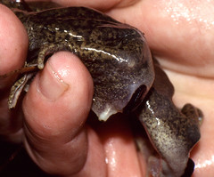 Western Spadefoot Toad (Pelobates cultripes) showing the metatarsal tubercle spade-shaped of the hind foot ...
