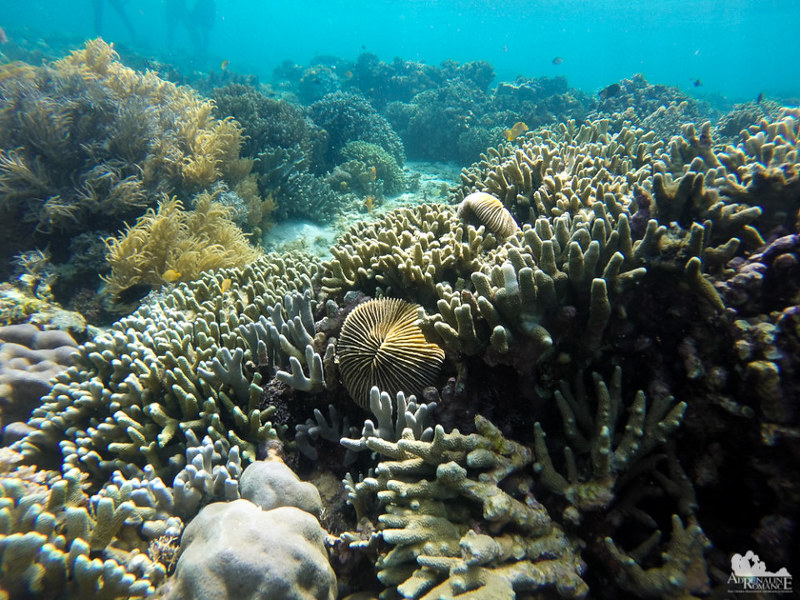 El Nido Reef
