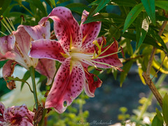 Laurelwood Arboretum Pink Lily_16267