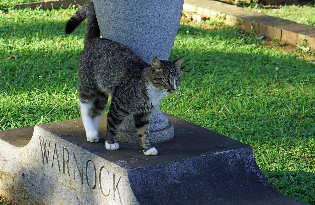 Cemetery Cat (Warnock)