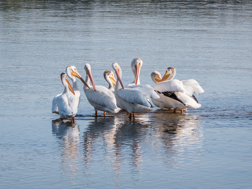 pelicans on the river