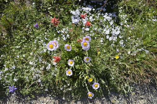 Manning Park wildflowers 3