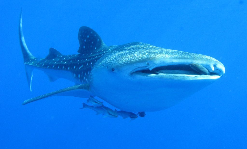 Whale shark, Rhincodon typus, at Daedalus in the Egyptian Red Sea.