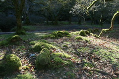 Ruins in Badgworthy Wood