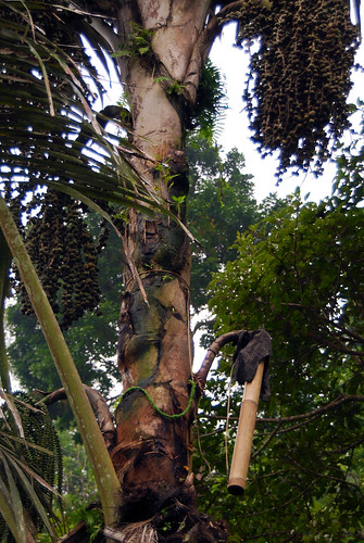 gunungsimpang forests nipah habitats socioeconomics tree stakeholders westjava livelihoods naturalresources bamboos indonesia rainforests cifor verticals livelihood kabupatencianjur jawabarat id