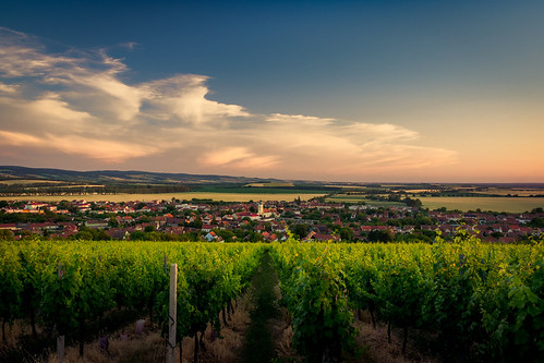 vineyard southmoravia blatnice nature landscape evening summer village olympus em10 zuiko1240f28 pavel cervenka czech republic