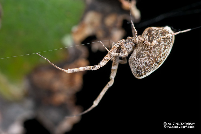 Feather-legged spider (Uloboridae) - DSC_7588