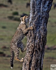 RIP Malkia!!😢😢  Up We Go!  Malkia, Malaika's daughter from the last litter, climbed a tree 14ft high, straight up without any hesitation in 2014. This is her on her way up. Today Malkia has passed away around 4pm in the Maasai mara. She has left m