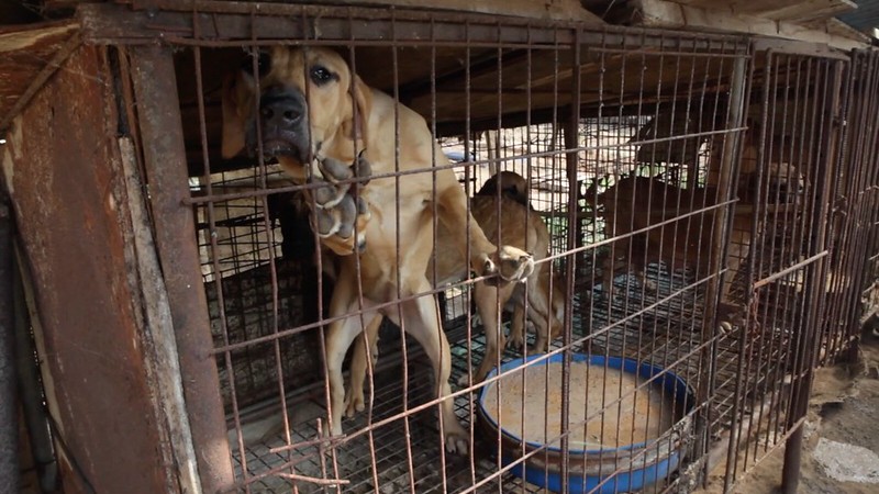 The Korea Observer’s documentary “The Dog Meat Professional: South Korea”