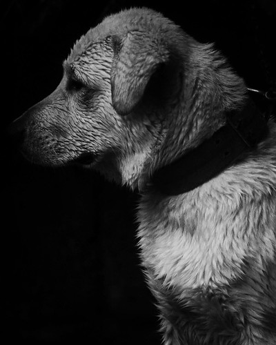 depthoffield blackandwhite wantoifotograpia wantoii nikonphotos nikonphotographer nikonphilippines nikonuser nikonian dog dogs labrador labradorpet nikon