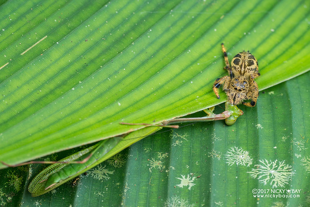 Jumping spider (Hyllus sp.) - DSC_7450