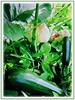Zucchini (Courgette, Italian Marrow, Summer Squash)