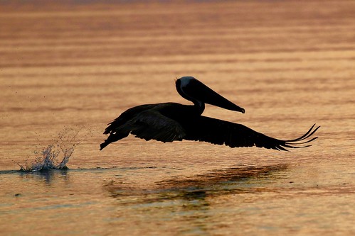 wildlife nature bird shore flight gulf ft desoto