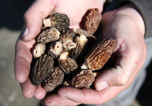 Mushroom hunters found several handfuls of the delicious edibles, even though the outing was early in the season.