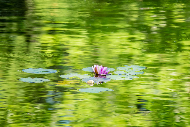 water lily and reflections