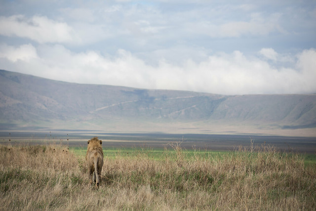 The King - Lion - Ngorongoro