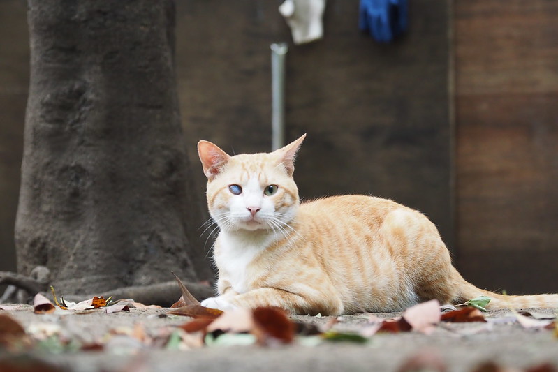 東池袋中央公園の猫。白内障の茶白。