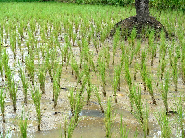 Newly transplanted rice in Jom Nang Nuea