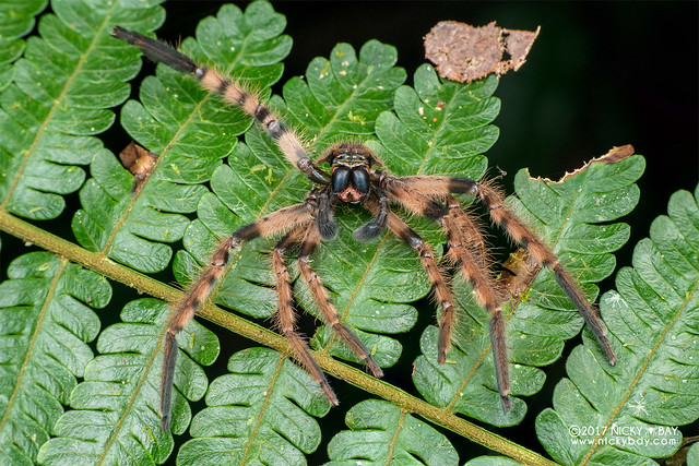 Huntsman spider moult (Rhitymna sp.) - DSC_7182