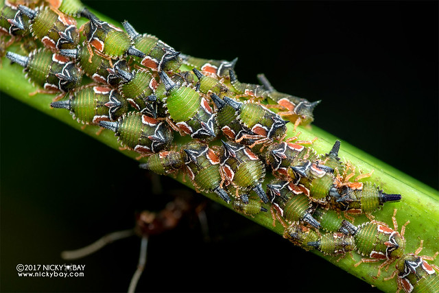 Treehoppers (Membracidae) - DSC_7355