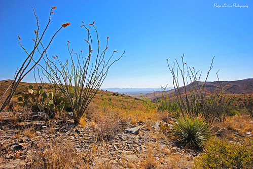 nature landscape desert arizona roadtrip photography like comment follow deserts dirt wide wideangle panorama panoramic az plants plant
