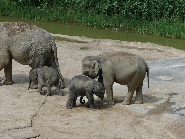 Elefanten, Zoo Köln