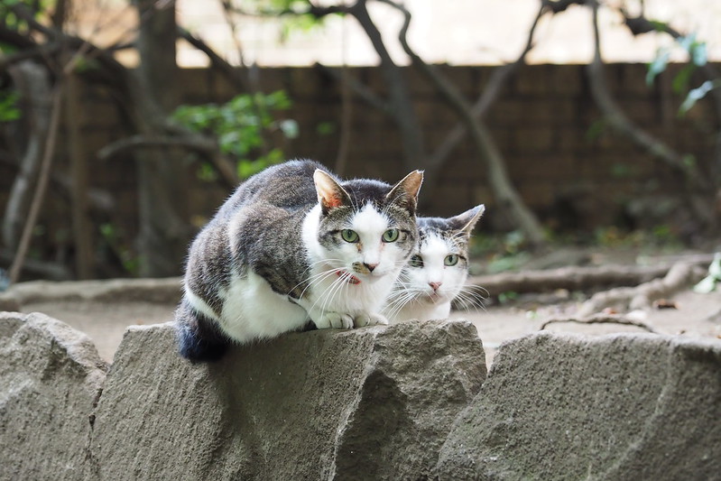 東池袋中央公園の猫。キジ白のシンクロ猫。