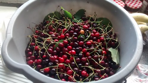 cherries in bucket July 17