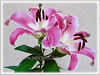 Lilium species (Lily)