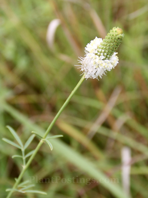 white prairie clover
