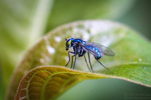 bluefly fly file:name=dsc05293 macro leaf dolichopodidae