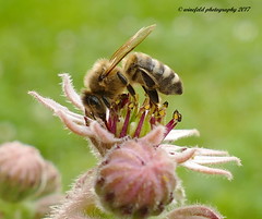 Westliche Honigbiene (Apis mellifera) / Western honeybee