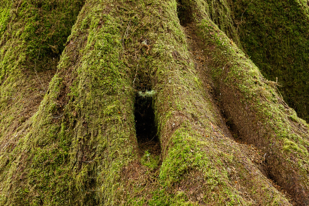 Moss covers the roots of an old tree in the Quinault Rain Forest, leaving a gap like a window