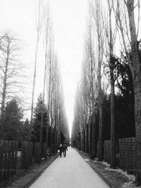 Poplar trees in winter. Assistens Kirkegård, Copenhagen