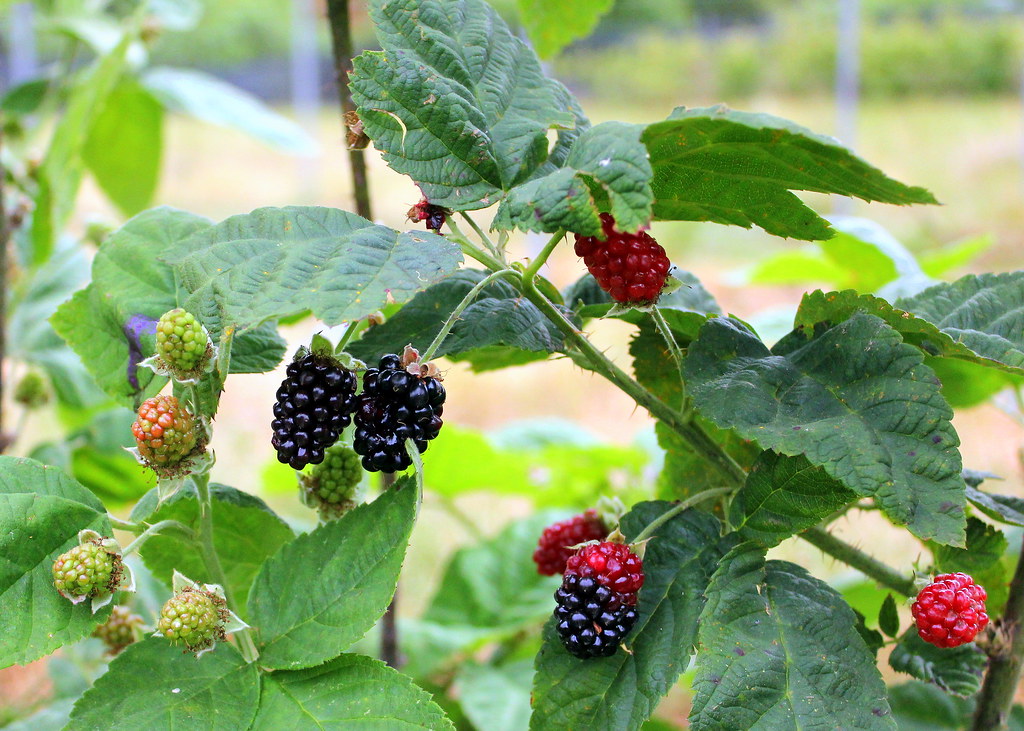 denmark-berry-farm-black-raspberry