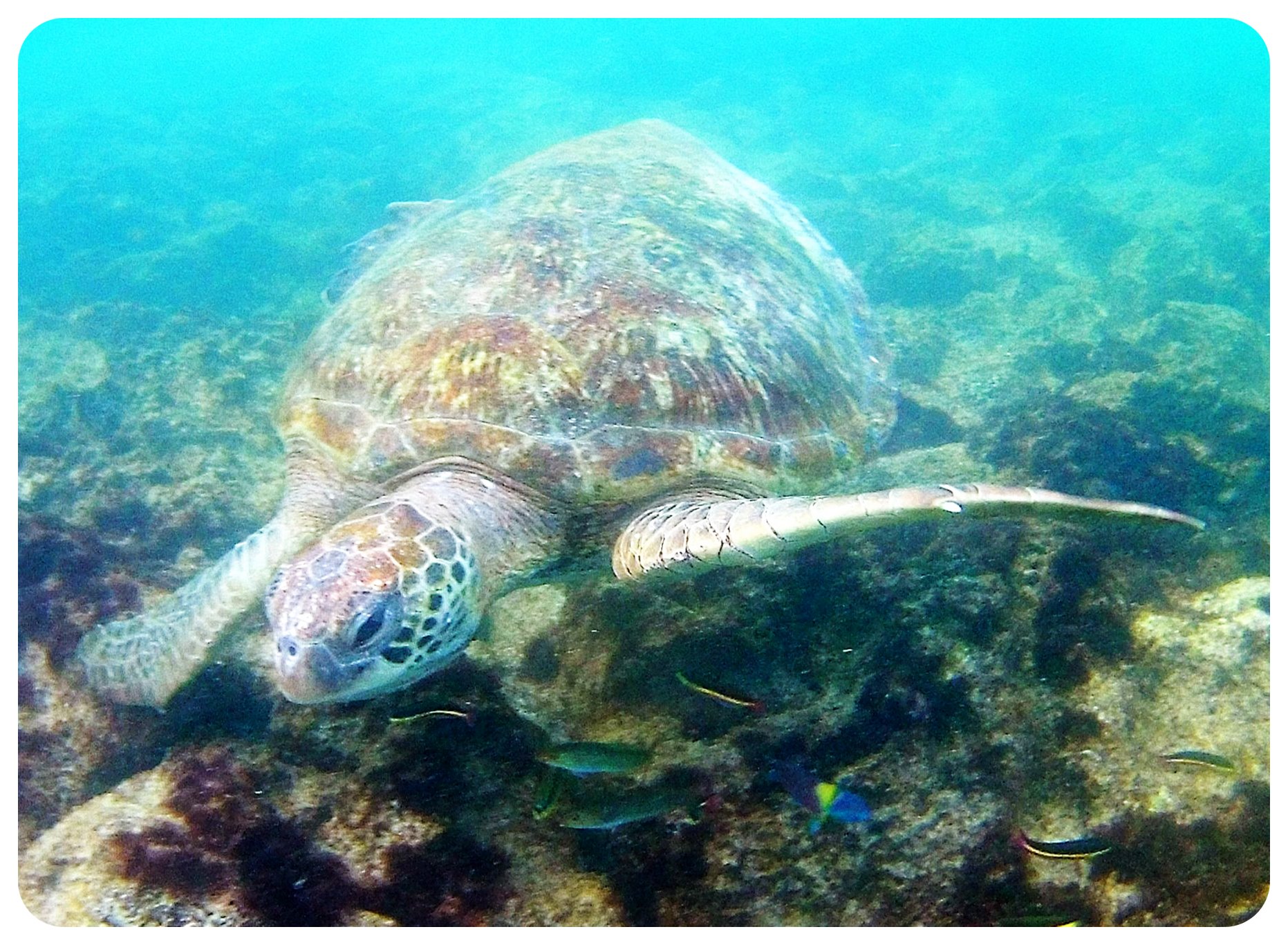galapagos sea turtle