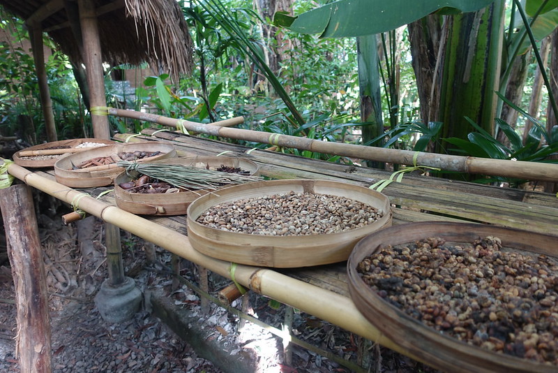 Luwak - kopi luwak - Bali