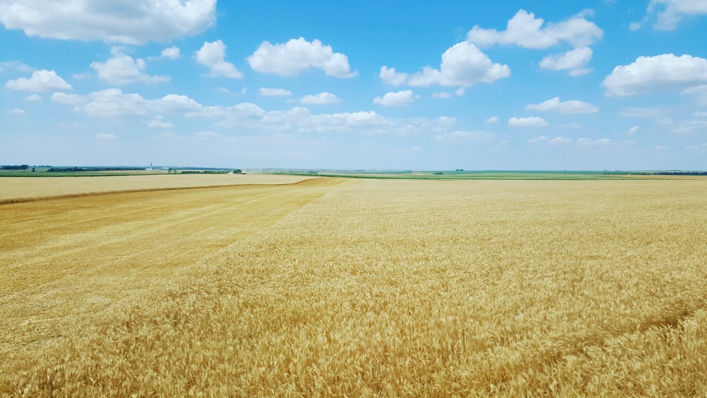 Schemper 2017 - South Dakota Wheat Harvest