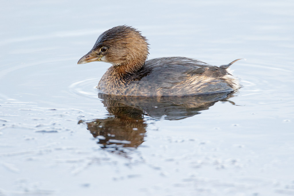 A pied-billed grebe beside melting ice at Ridgefield National Wildlife Refuge