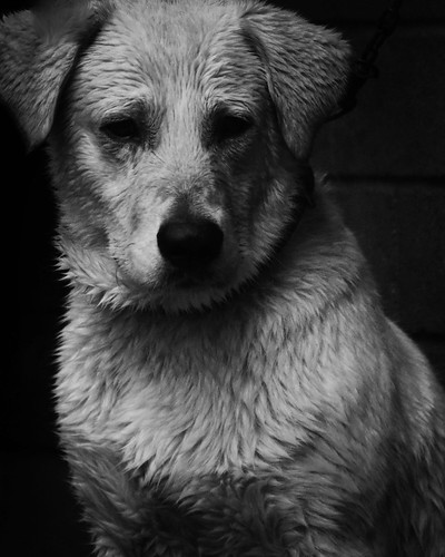 wantoiifotograpia wantoii images image photos philippinephotographer dog dogs awesomephotographer nikonuser nikonian nikon blackandwhite labradorpuppy labrador labradorpet
