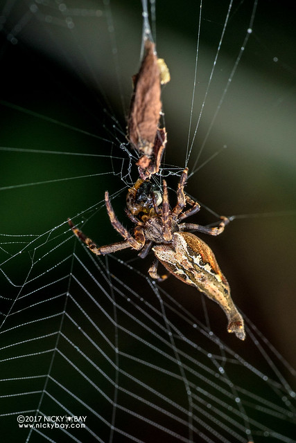 Scorpion-tailed spider (Arachnura sp.) - DSC_7361