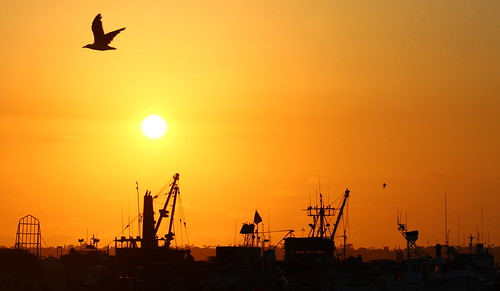 sandiego california sunset harbor seagull